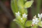 Spring forget-me-not